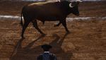 Aksi Matador Jatuh Bangun Taklukkan Banteng di Meksiko
