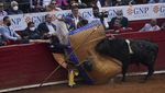 Aksi Matador Jatuh Bangun Taklukkan Banteng di Meksiko