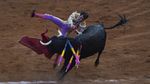 Aksi Matador Jatuh Bangun Taklukkan Banteng di Meksiko