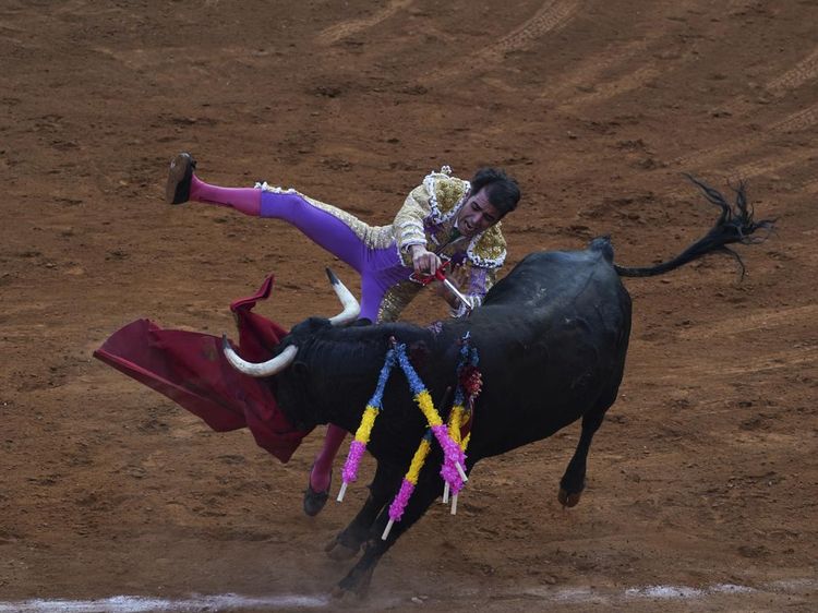 Aksi Matador Jatuh Bangun Taklukkan Banteng di Meksiko