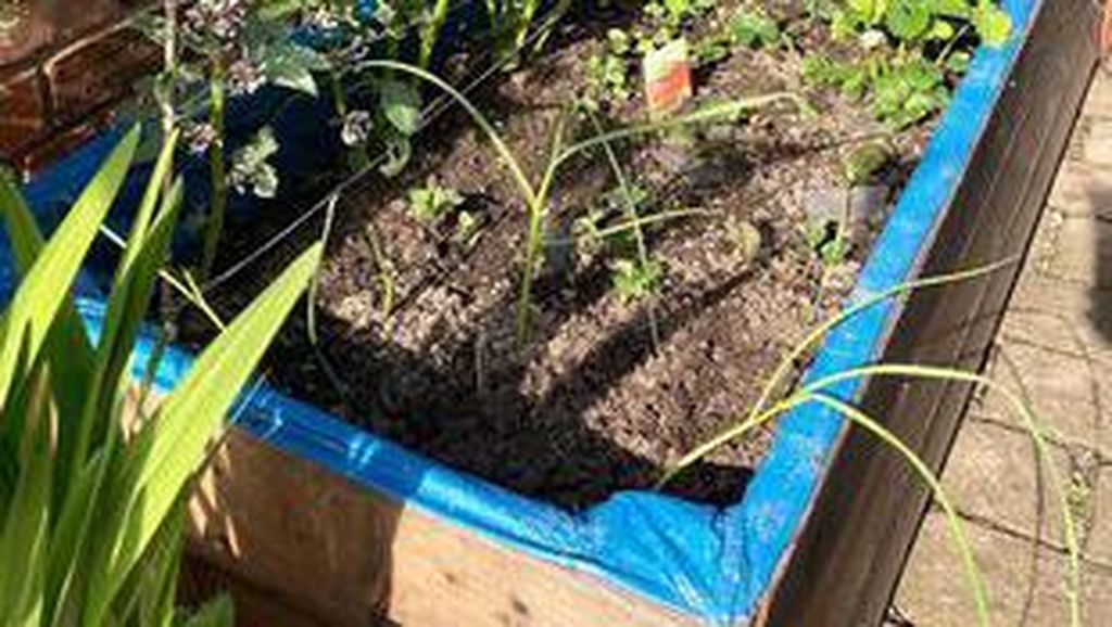 Demi Hemat Uang Belanja, Wanita Ini Bikin Kebun Sayur di Rumah