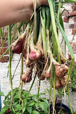 Wanita asal Inggris Bikin Kebun Sayur untuk Hemat Uang Belanja