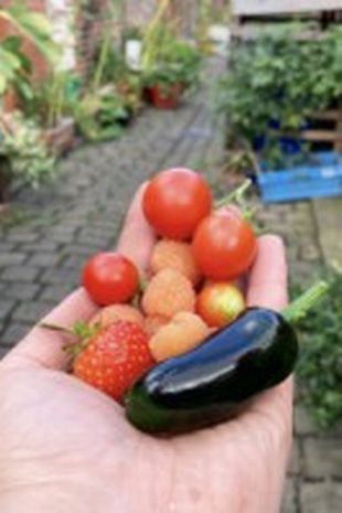 Wanita asal Inggris Bikin Kebun Sayur untuk Hemat Uang Belanja