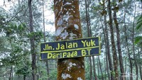 Setelah treking melewati turunan dan tanjakan bakal disambut indahnya hutan pinus yang rindang