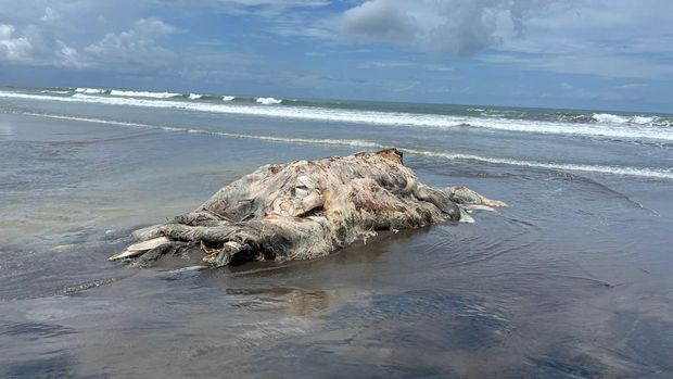 Diduga paus bryde mati terdampar dan membusuk di Pantai Pasut Tabanan Bali.