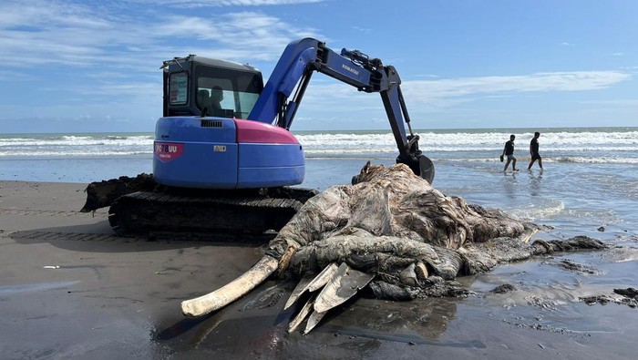 Diduga paus bryde mati terdampar dan membusuk di Pantai Pasut Tabanan Bali.