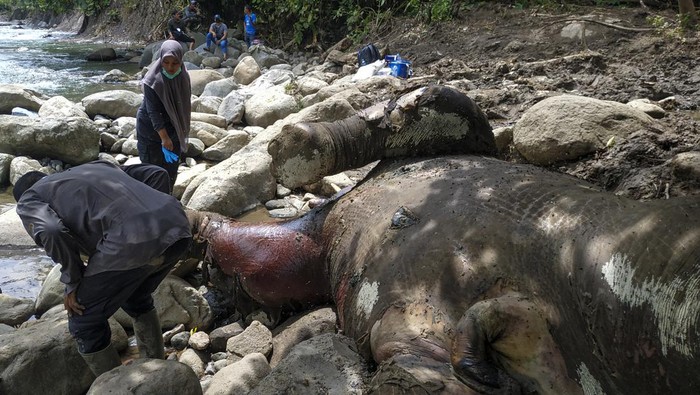 Tim medis Balai Konservasi Sumber Daya Alam (BKSDA)  Aceh bersama dengan petugas Seksi Konservasi Wilayah I Lhokseumawe dan petugas Resort Aceh Utara melakukan proses nekropsi terhadap bangkai gajah sumatra (Elephas maximus sumatrensis) yang mati di kawasan hutan produksi Pucuk Krueng Pase, Aceh Utara, Aceh, Selasa (22/2/2022). Berdasarkan hasil olah tempat kejadian perkara (TKP) dan nekropsi terhadap bangkai gajah liar berjenis kelamin jantan dan berusia sekitar 10-12 tahun itu disebabkan perkelahian sesama gajah jantan. ANTARA FOTO/Nurdin/Lmo/rwa.