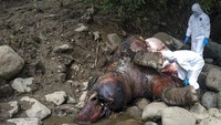 Berdasarkan hasil olah tempat kejadian perkara (TKP) dan nekropsi terhadap bangkai gajah liar berjenis kelamin jantan dan berusia sekitar 10-12 tahun itu disebabkan perkelahian sesama gajah jantan. Berdasarkan hasil olah tempat kejadian perkara (TKP) dan nekropsi terhadap bangkai gajah liar berjenis kelamin jantan dan berusia sekitar 10-12 tahun itu disebabkan perkelahian sesama gajah jantan.