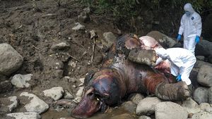 Kasihan! Gajah Liar Ditemukan Mati di Aceh