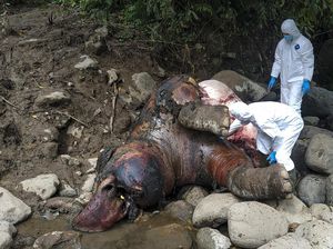 Pembunuh 5 Ekor Gajah di Aceh Jaya Dihukum 4,5 Tahun Penjara