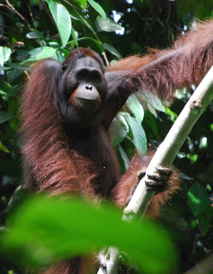 Pemerintah jamin pusat Ibu Kota Negara buka kantong sebaran orang utan