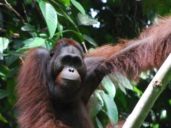 Tangkapan layar video viral orang utan di Kutai Timur Kaltim nyaris tertabrak mobil. (dok. Istimewa)
