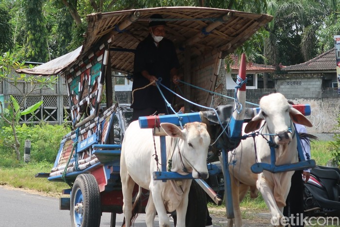 Potret para bajingan alias sopir gerobak sapi di Bantul.