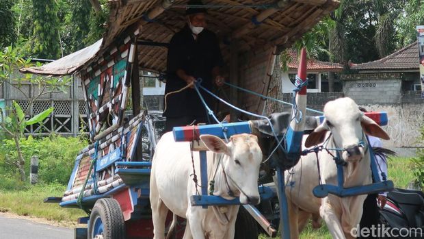 Potret para bajingan alias sopir gerobak sapi di Bantul.