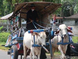 Bukan Makian, Ini Sejarah Awal Kata Bajingan dan Arti Sebenarnya
