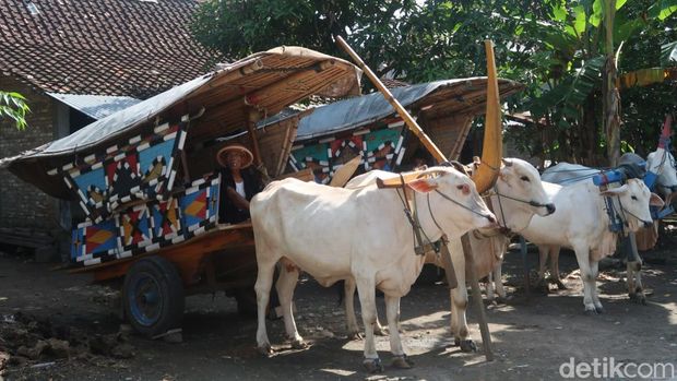 Potret para bajingan alias sopir gerobak sapi di Bantul.