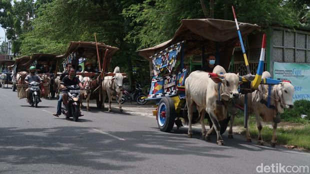 Potret para bajingan alias sopir gerobak sapi di Bantul.