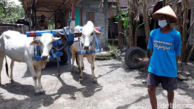 Potret para bajingan alias sopir gerobak sapi di Bantul.