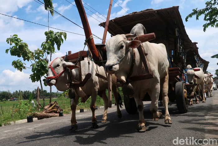 Wisata keliling desa sambil menikmati hamparan sawah dengan naik gerobak ada di Bantul, Yogyakarta. Sensasinya, serasa kembali ke zaman dahulu alias jadul!