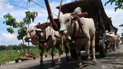 Sensasi Wisata Keliling Desa Naik Gerobak Sapi di Bantul