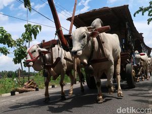 Balik ke Zaman Nenek, Keliling Desa Naik Gerobak Sapi di Bantul