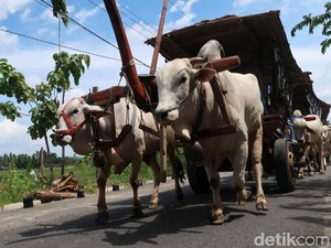 Menyapa Para Bajingan Bantul