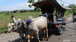 Sensasi Wisata Keliling Desa Naik Gerobak Sapi di Bantul