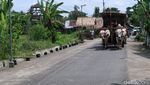 Sensasi Wisata Keliling Desa Naik Gerobak Sapi di Bantul