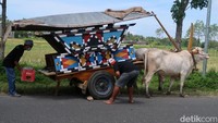 Tarifnya Rp 70 ribu satu gerobak dan bisa dinaiki untuk 5 orang dewasa atau 7 anak-anak.