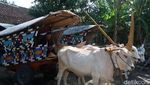 Sensasi Wisata Keliling Desa Naik Gerobak Sapi di Bantul