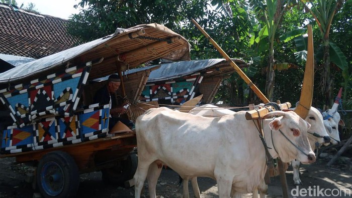 Wisata keliling desa sambil menikmati hamparan sawah dengan naik gerobak ada di Bantul, Yogyakarta. Sensasinya, serasa kembali ke zaman dahulu alias jadul!