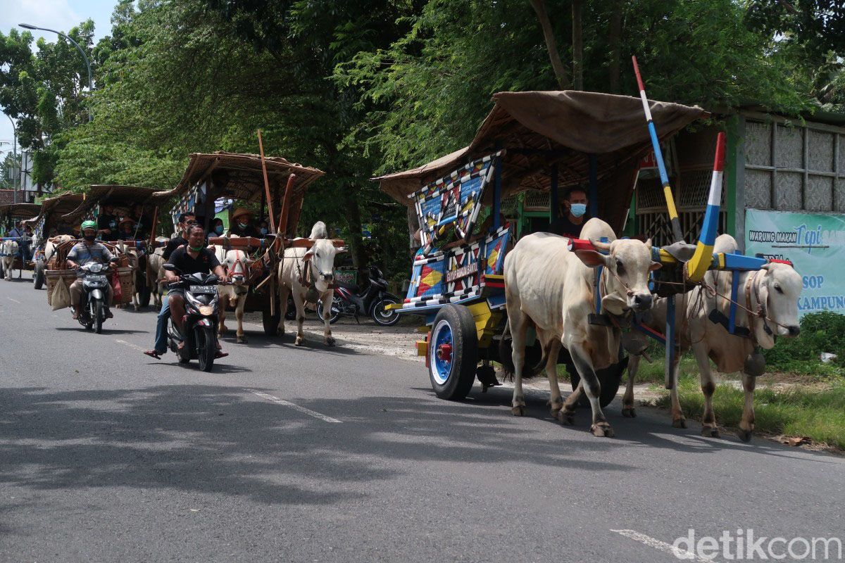 Wisata keliling desa sambil menikmati hamparan sawah dengan naik gerobak ada di Bantul, Yogyakarta. Sensasinya, serasa kembali ke zaman dahulu alias jadul!