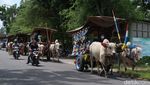 Sensasi Wisata Keliling Desa Naik Gerobak Sapi di Bantul