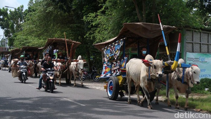 Sensasi Wisata Keliling Desa Naik Gerobak Sapi di Bantul Wisata keliling desa sambil menikmati hamparan sawah dengan naik gerobak ada di Bantul, Yogyakarta. Sensasinya, serasa kembali ke zaman dahulu alias jadul!