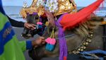 Tradisi Makepung, Atraksi Pacu Kerbau Khas Bali