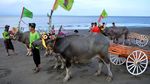 Tradisi Makepung, Atraksi Pacu Kerbau Khas Bali