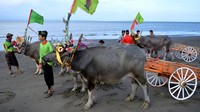 Warga bersiap dengan kerbaunya saat akan menampilkan Tradisi Makepung di kawasan Pengambengan, Jembrana, Bali.