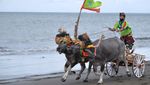 Tradisi Makepung, Atraksi Pacu Kerbau Khas Bali