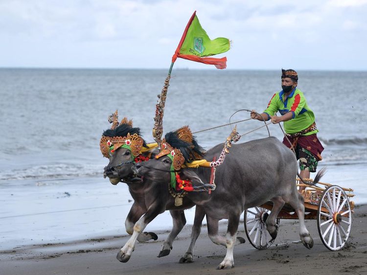Tradisi Makepung, Atraksi Pacu Kerbau Khas Bali