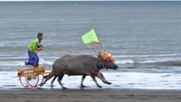 Tradisi balap kerbau Makepung tersebut merupakan salah satu daya tarik atraksi pariwisata di wilayah Kabupaten Jembrana.
