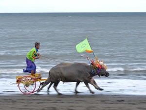 Kalau di Bali Balapnya Pakai Kerbau, Makepung Namanya