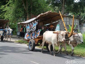 Sensasi Jadul! Wisata Keliling Desa Diantar Bajingan Naik Gerobak Sapi
