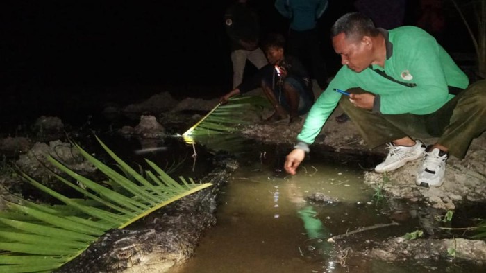 Buaya katak 3 meter mati saat ditangkap warga Dumai