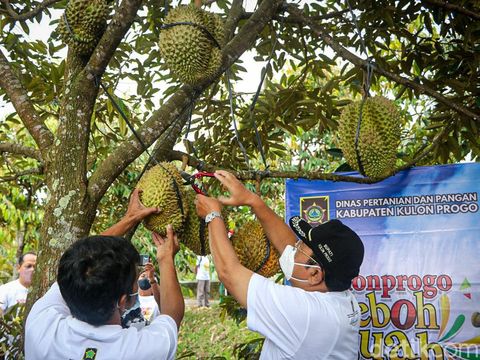 Embung Tonogoro, Banjaroya, Kulon Progo jadi kawasan budi daya durian, Kamis (24/2/2022).