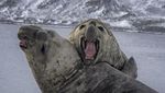 Fakta Menarik Tentang Gajah Laut, Mamalia Laut yang Punya Belalai