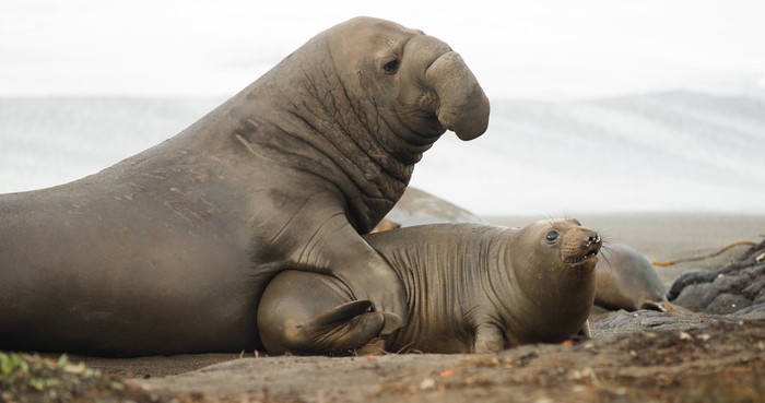 Gajah laut