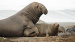 Fakta Menarik Tentang Gajah Laut, Mamalia Laut yang Punya Belalai