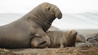 Mereka terdiri dari dua spesies yaitu gajah laut utara yang habitatnya di perairan Alaska hingga Meksiko dan gajah laut selatan yang hidup di perairan Antartika di Kutub Selatan.
