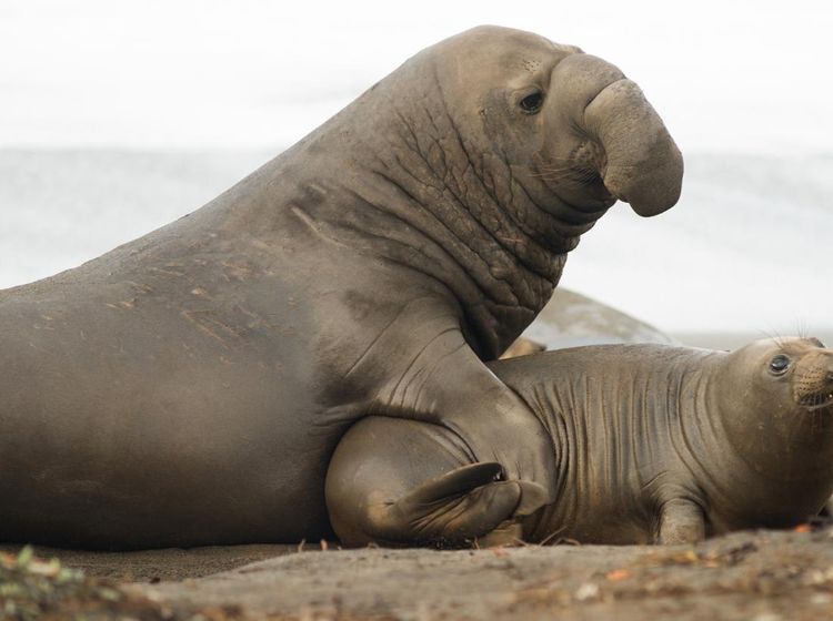 Fakta Menarik Tentang Gajah Laut, Mamalia Laut yang Punya Belalai