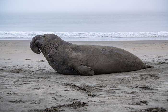 Gajah laut Gajah laut